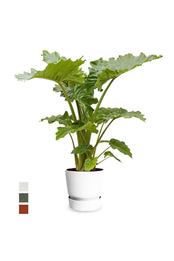 alocasia portadora dans un pot greenville