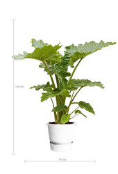 alocasia portadora in greenville pot