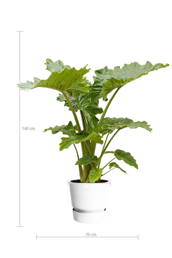 alocasia portadora in greenville pot