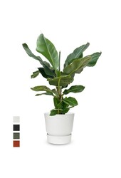 Bananenplant in greenville pot M