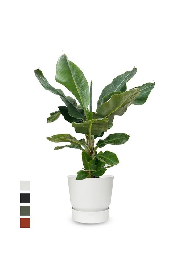 Bananenplant in greenville pot M