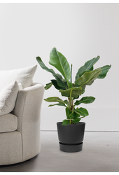 Bananenplant in greenville pot M