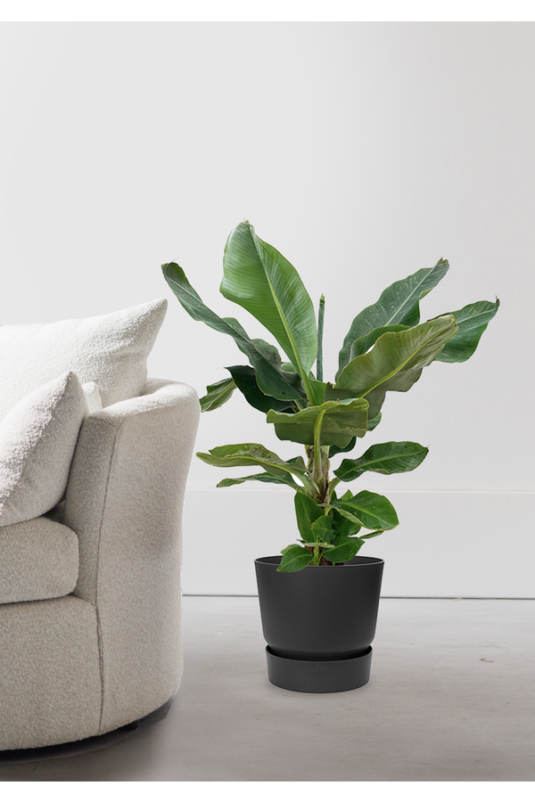Bananenplant in greenville pot M