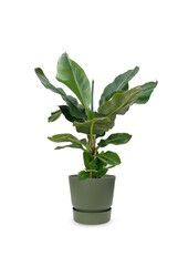 Bananenplant in greenville pot M