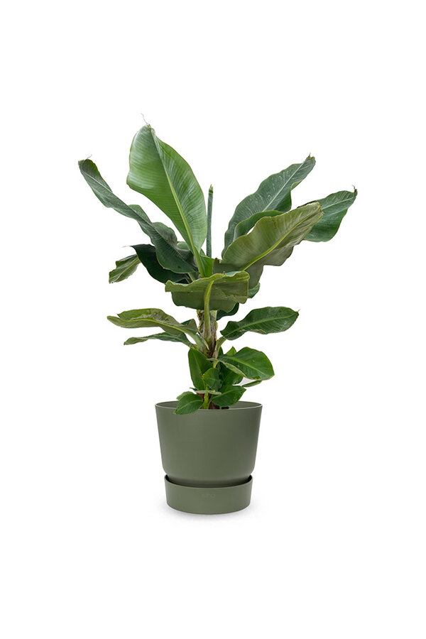 Bananenplant in greenville pot M