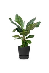 Bananenplant in greenville pot M