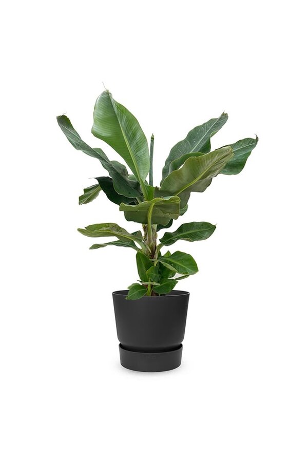 Bananenplant in greenville pot M