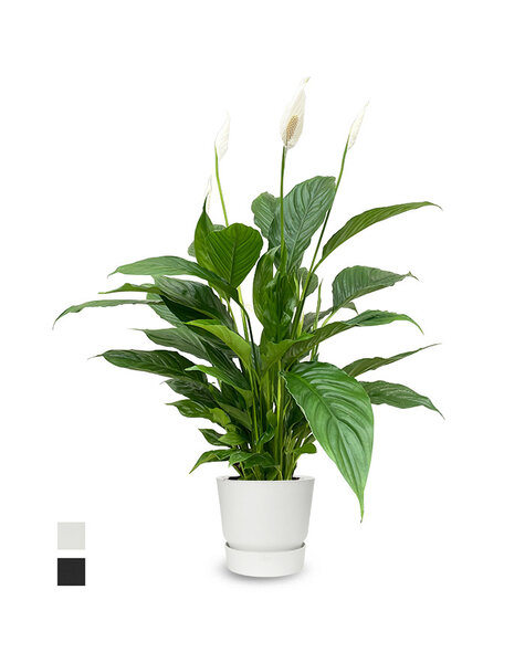 Elho Elho | Spathiphyllum