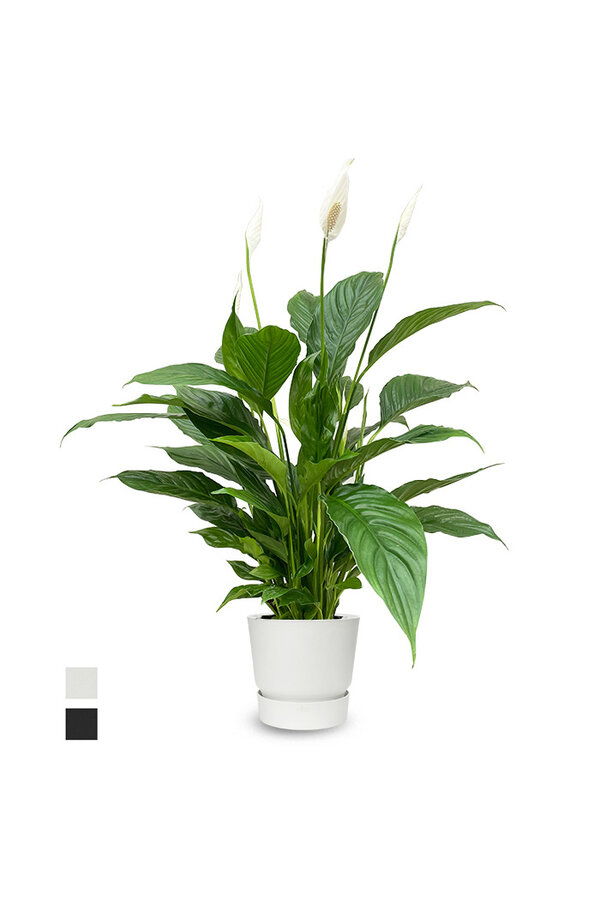 Spathiphyllum dans Greenville rond
