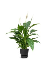 Spathiphyllum dans Greenville rond