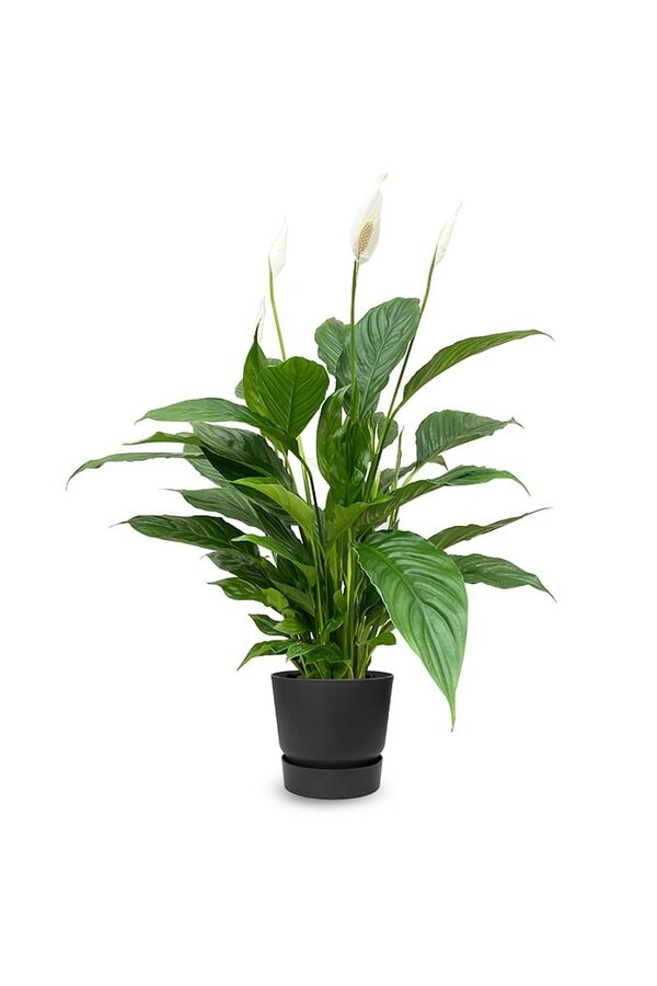 Spathiphyllum dans Greenville rond