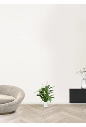 Spathiphyllum dans Greenville rond