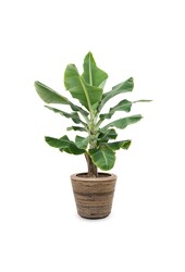 Bananier Musa Tropicana dans un pot en rotin