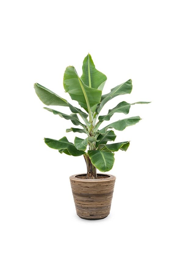 Bananier Musa Tropicana dans un pot en rotin
