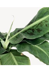 Bananier Musa Tropicana dans un pot en rotin