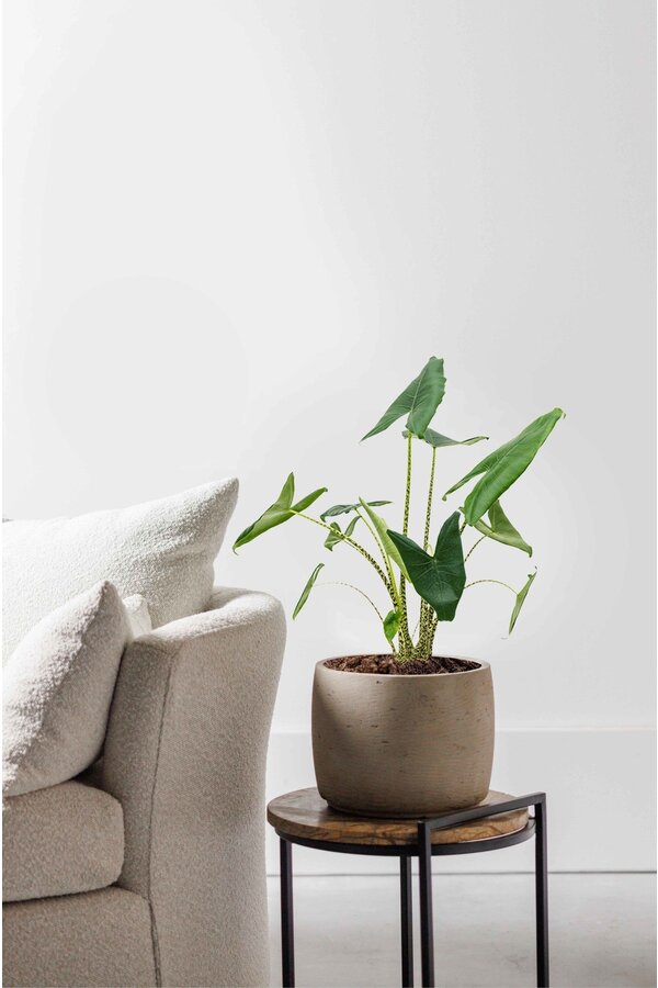 Alocasia Zebrina S