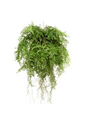 Plante artificielle suspendue Fern Roots