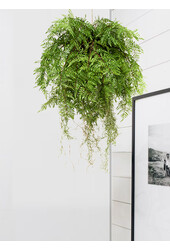 Plante artificielle suspendue Fern Roots