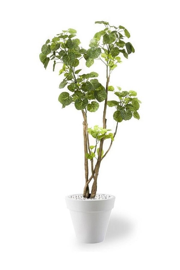 Plante artificielle Polyscias dans Pure Rond S