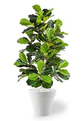kunstplant Ficus lyrata in Pure Rond S