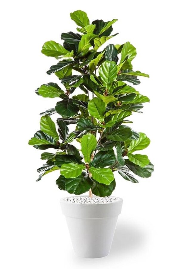 kunstplant Ficus lyrata in Pure Rond S