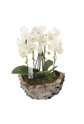 Coupe Coquillages Exclusive Marron