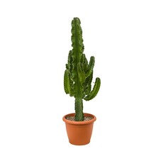 Euphorbia erytrea