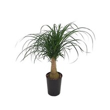 Hydroplante Beaucarnea recurvata