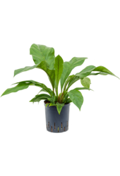 Hydroplante Anthurium Ellipticum Jungle Bush