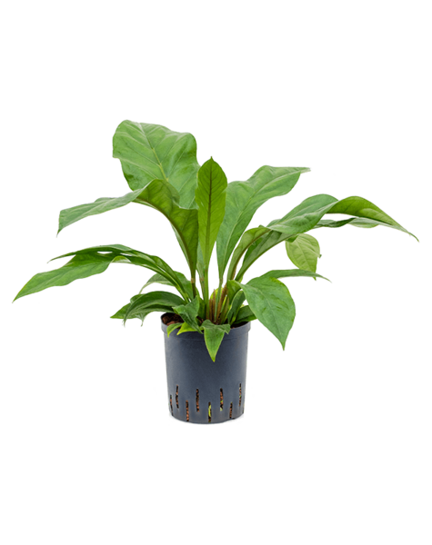 Hydroplante Anthurium