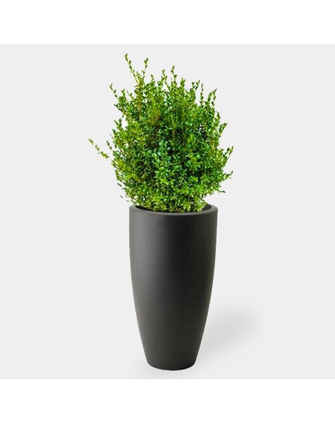Elho Elho | Buxus