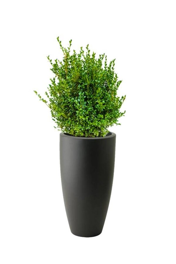 Buxus Sempervirens In Pure Soft Antraciet