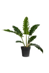 Philodendron Narrow