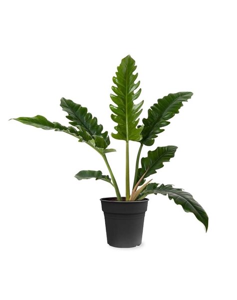 Philodendron