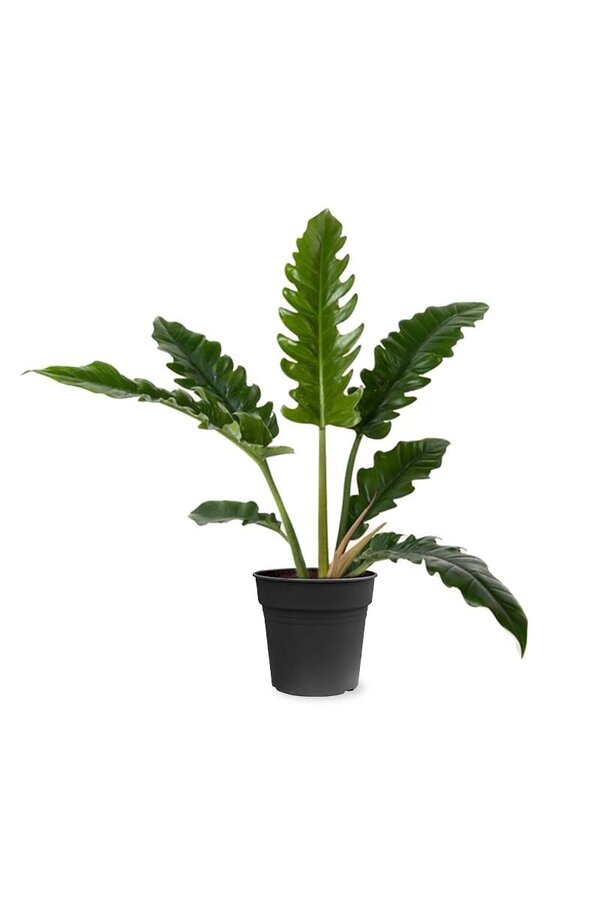 Philodendron Narrow