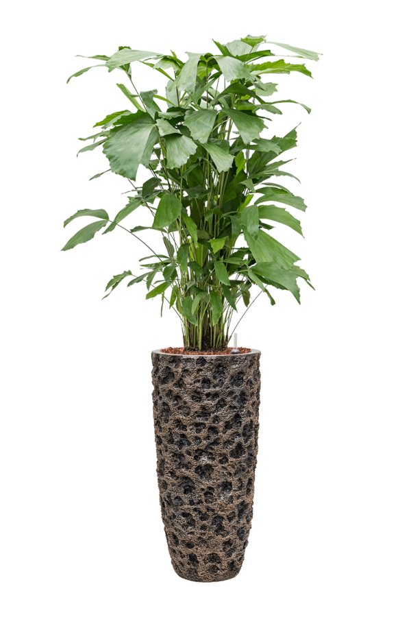 Luxueux Pot Lune Haut