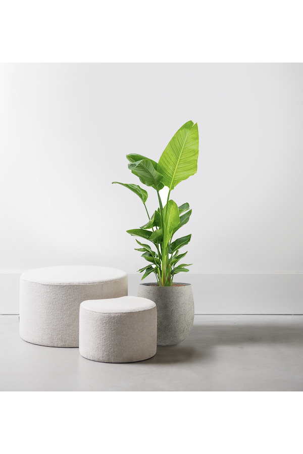 Strelitzia Nicolai dans Pot de fleurs Balloon