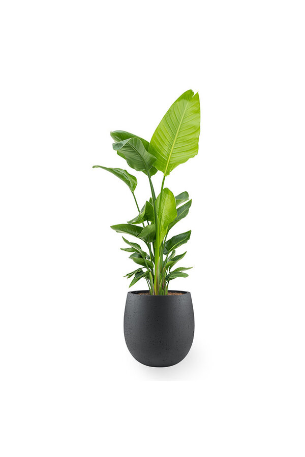 Strelitzia Nicolai in Bloempot Balloon