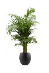 Palmier doré Aréca dans pot de fleurs Balloon