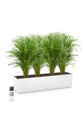 Palmier doré Aréca dans balconnière auto-irrigante