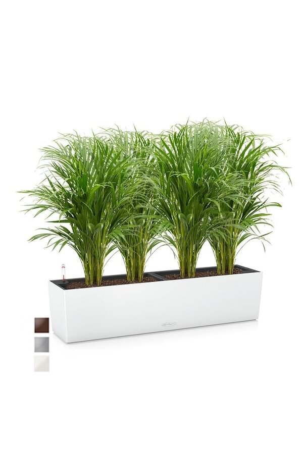 Palmier doré Aréca dans balconnière auto-irrigante