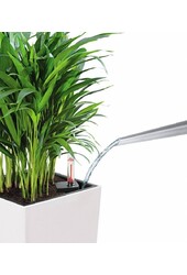 Palmier doré Aréca dans balconnière auto-irrigante