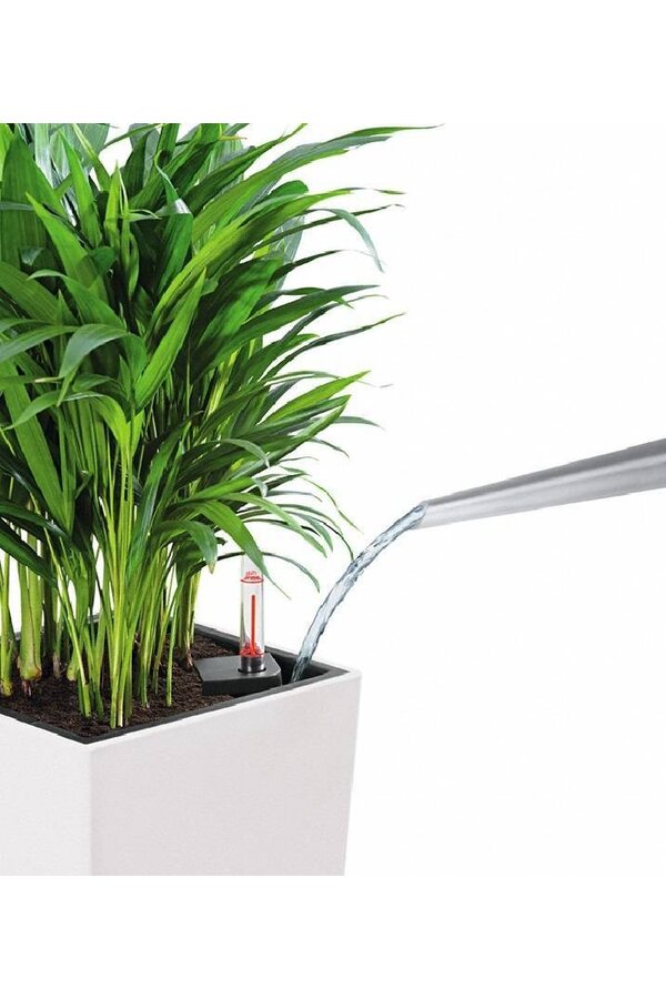 Palmier doré Aréca dans balconnière auto-irrigante