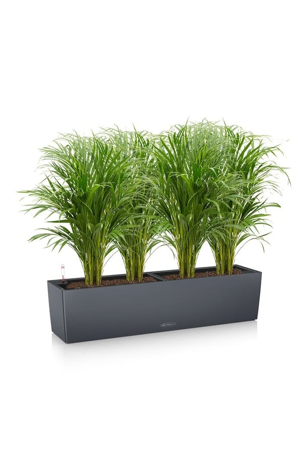 Palmier doré Aréca dans balconnière auto-irrigante