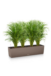 Palmier doré Aréca dans balconnière auto-irrigante