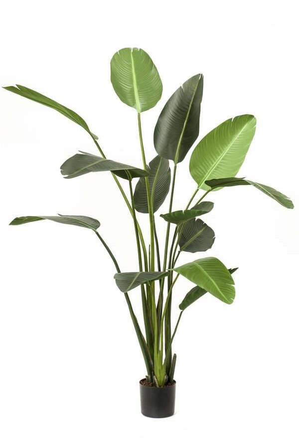Plante artificielle Strelitzia XL
