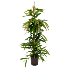 Hydroplant Ficus Binnendijkii Amstel King