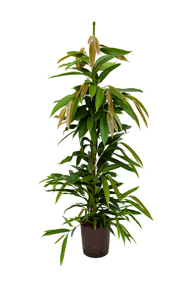 Hydroplant Ficus Binnendijkii Amstel King