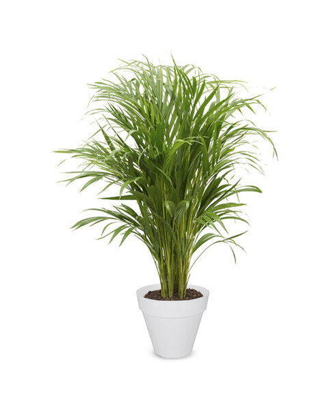 Elho | Areca