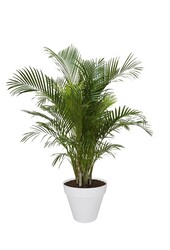 Goudpalm Areca In Urban L (Wheels)